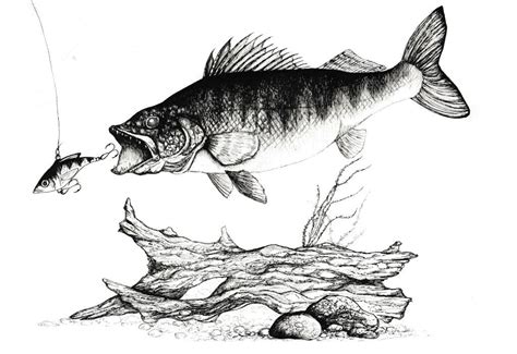 Walleye Illustration | Fish drawings, Fish artwork, Fish art