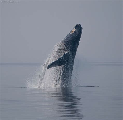 Breaching Humpback Whale, Frederick Sound, Alaska - Betty Sederquist ...