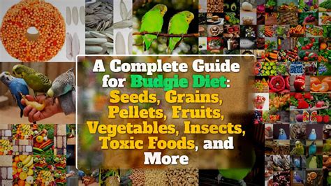 A Complete Guide for Budgie Diet: Seeds, Grains, Pellets, Fruits ...