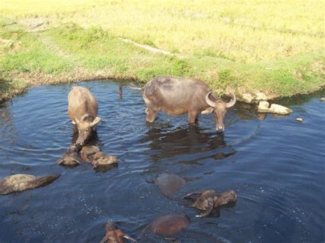 Water Buffalo - A-Z Animals