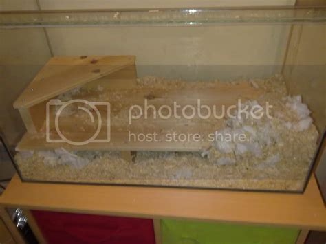 Gerbil Housing Pictures | The Gerbil Forum