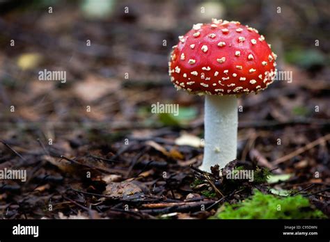 Hongos Rojos Con Manchas Blancas Fotos e Imágenes de stock - Alamy