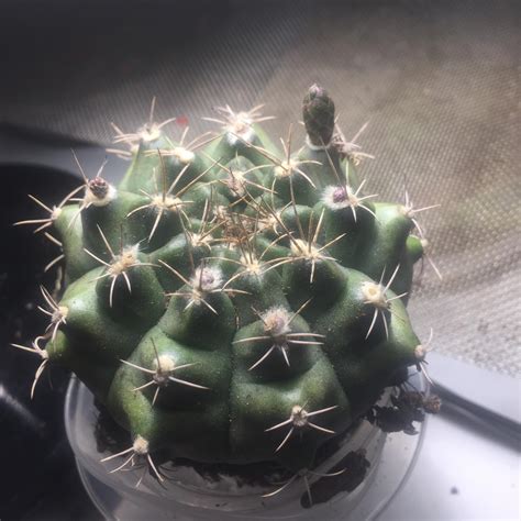 Gymno ID? : cactus