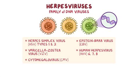 Antivirals for herpesviruses: Nursing pharmacology - Osmosis Video Library