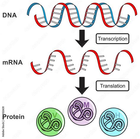 Central dogma of gene expression infographic diagram process ...