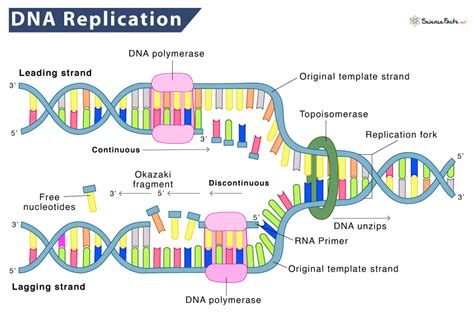 DNA Replication – Definition, Process, Steps, & Labeled Diagram