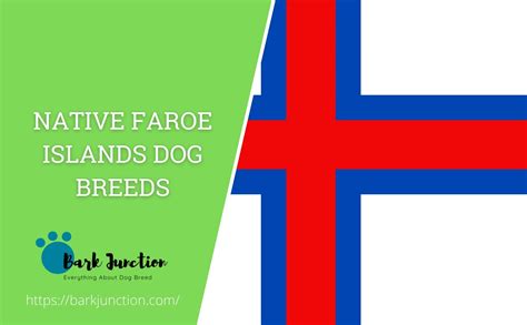 Native Faroe Islands dog breeds | All dogs of Faroe Islands | Dog ...