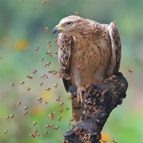 Honey Buzzard (Pernis apivorus) Europe | Beautiful birds, Bird, Cute birds