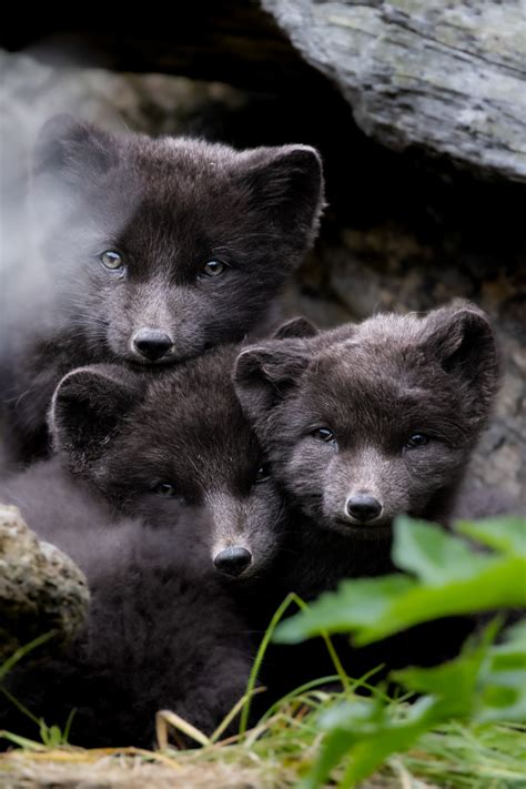 Photographing Adorable Arctic Fox Cubs Emerging From Their Dens | PetaPixel