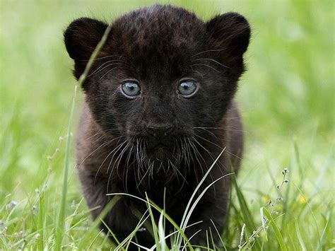 Black Panther Cub Wallpapers - Top Free Black Panther Cub Backgrounds ...