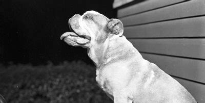 Buddy the Dog, Heir to the Estate - Nebraska State Historical Society