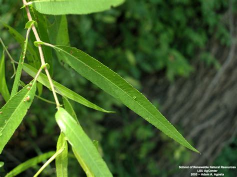 Louisiana Plant ID | Salix nigra (black willow)