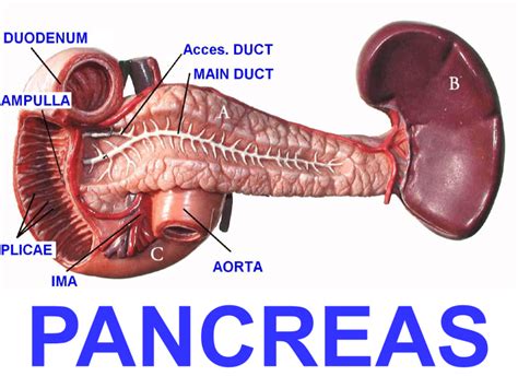 Anatomy of the Duodenum, Pancreas and Spleen