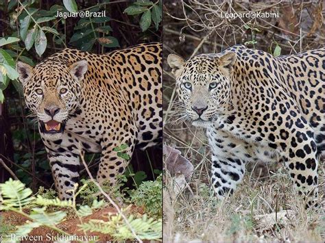 Jaguar versus Leopard - WildTrails | The One-Stop Destination for all ...