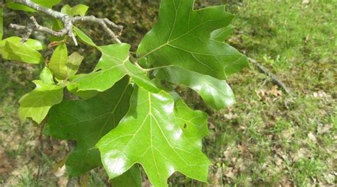 Gardener's Guide to Oak Tree Identification: How to Identify an Oak Tree