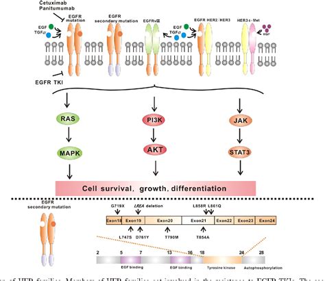 Figure 2 from Mechanisms of resistance to EGFR tyrosine kinase ...