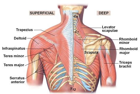 Upper Back Muscles Pain