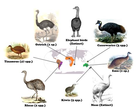 Feathered giants and the split of Gondwana - Mapping Ignorance