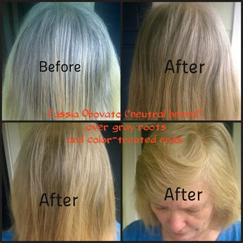 Applied Cassia to hair that was gray in the crown, but color-treated on ...