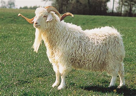 Wool: An Introduction | physical and chemical properties CBSE