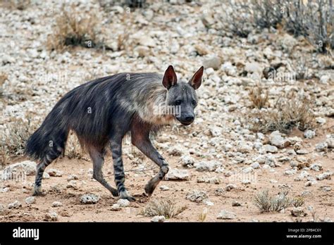 Brown hyenas (Parahyaena brunnea), Hyena, Hyenas, Canines, Predators ...