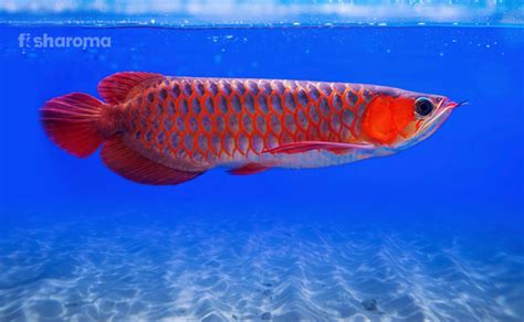 Arowana Photo