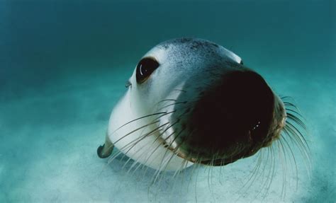 Exotic Sea life Underwater Photography that Will Make You Stunned