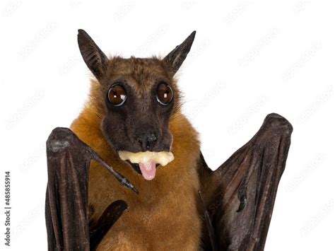 Head shot of Young adult flying fox, fruit bat aka Megabat of ...