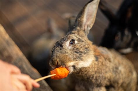 Premium Photo | Photo of a rabbit eating carrots