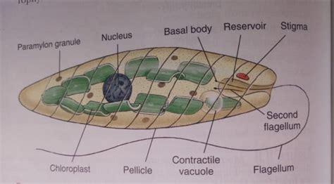 Euglena in microbiology movement, characteristics, and structure