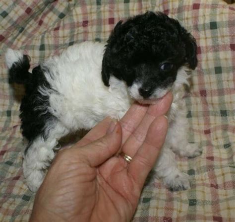 Parti poodles are soooooo cute!!! Tiny Toy Poodle, Teacup Poodle ...