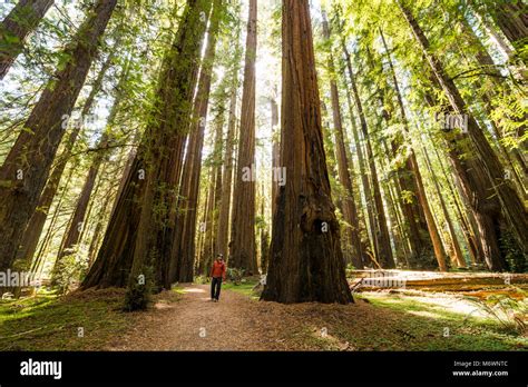 A man hikes through giant redwood trees in Humboldt Redwoods State and ...