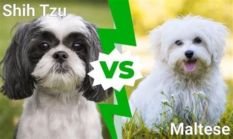 Shih Tzu vs Maltese: What Are 8 Key Differences? - IMP WORLD