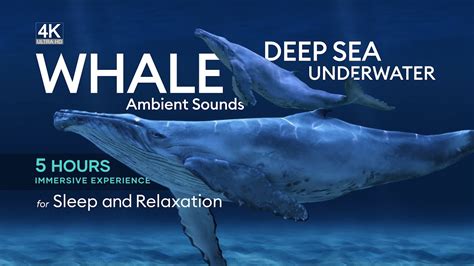 5 Hours of Deep Underwater Whale Sounds for Sleep and Relaxation - [NO ...