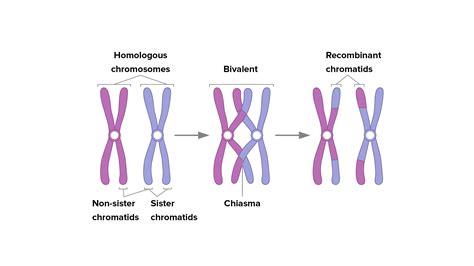 What is the complex formed by a pair of synapsed homologous chromosome ...