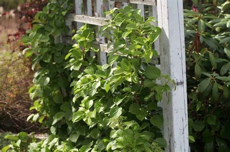 How To Grow Climbing Hydrangea- Planting And Care - Farmhouse & Blooms