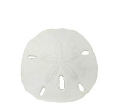 Keyhole Sanddollar - www.usshell.com