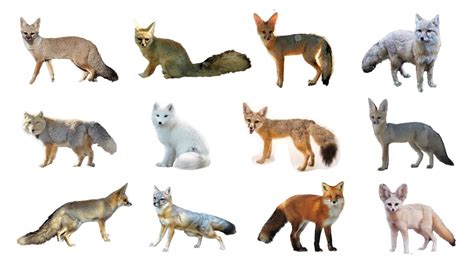 12 Species of True Foxes | Genus: Vulpes - YouTube