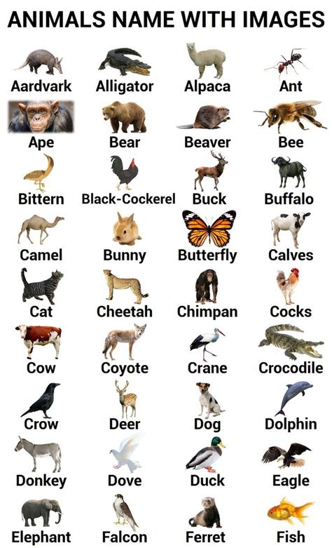 A to Z Animals Names with Their Images in English | Gender of animals ...