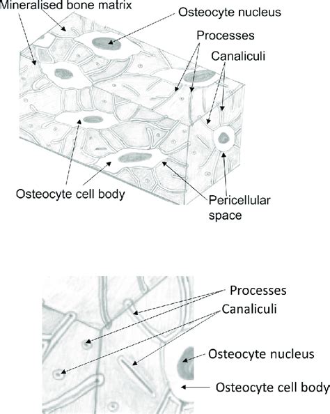 Schematic views of the osteocyte and lacuno-canalicular networks ...