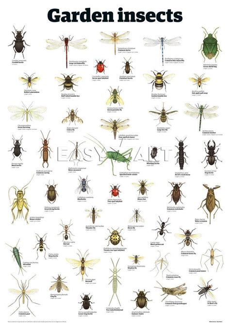 78 best images about Id Charts on Pinterest | Gardening, Vegetable ...