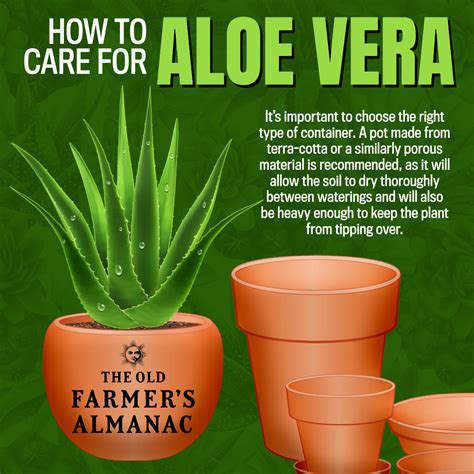 Aloe Vera Plant Care: How to Take Care of Aloe Vera | The Old Farmer's ...