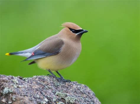 Cedar Waxwing Migration: A Complete Guide | Birdfact