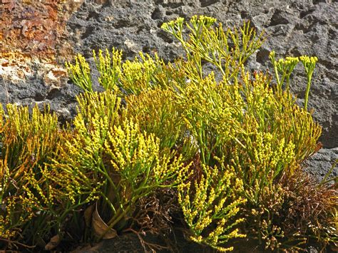 Psilotum nudum with sporangia on the wall in front of the Opera, Sydney ...