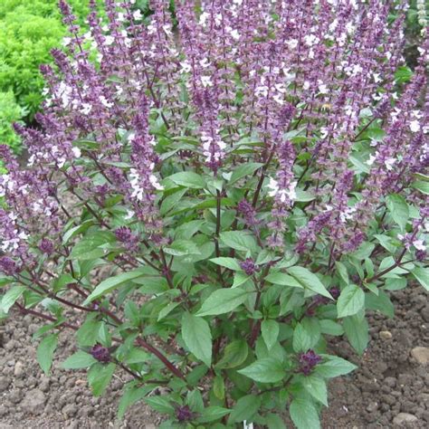 Organic Basil Cinnamon – Kings Seeds Direct