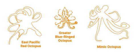 Greater Blue-Ringed Octopus (Hapalochlaena lunulata) Dimensions ...