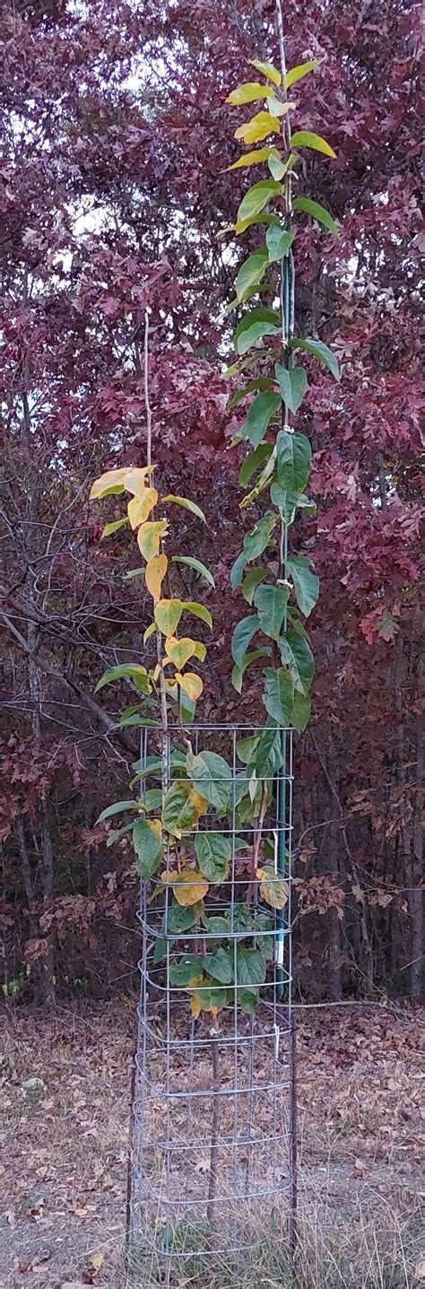 Young persimmon pruning - General Fruit Growing - Growing Fruit