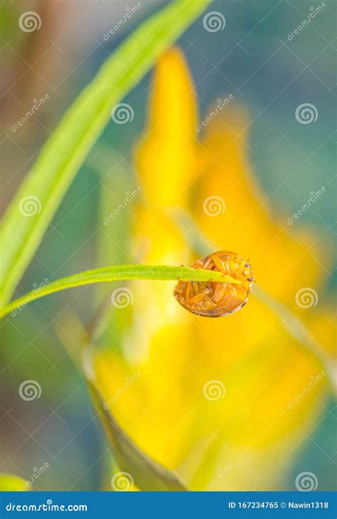 Cute beetle on pink flower stock image. Image of jewel - 167234765