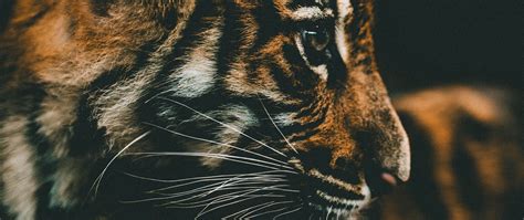 Tiger Cub Wallpapers - Wallpaper Cave