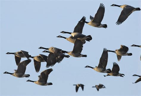 Bird migration explained at last: It’s all about energy efficiency ...